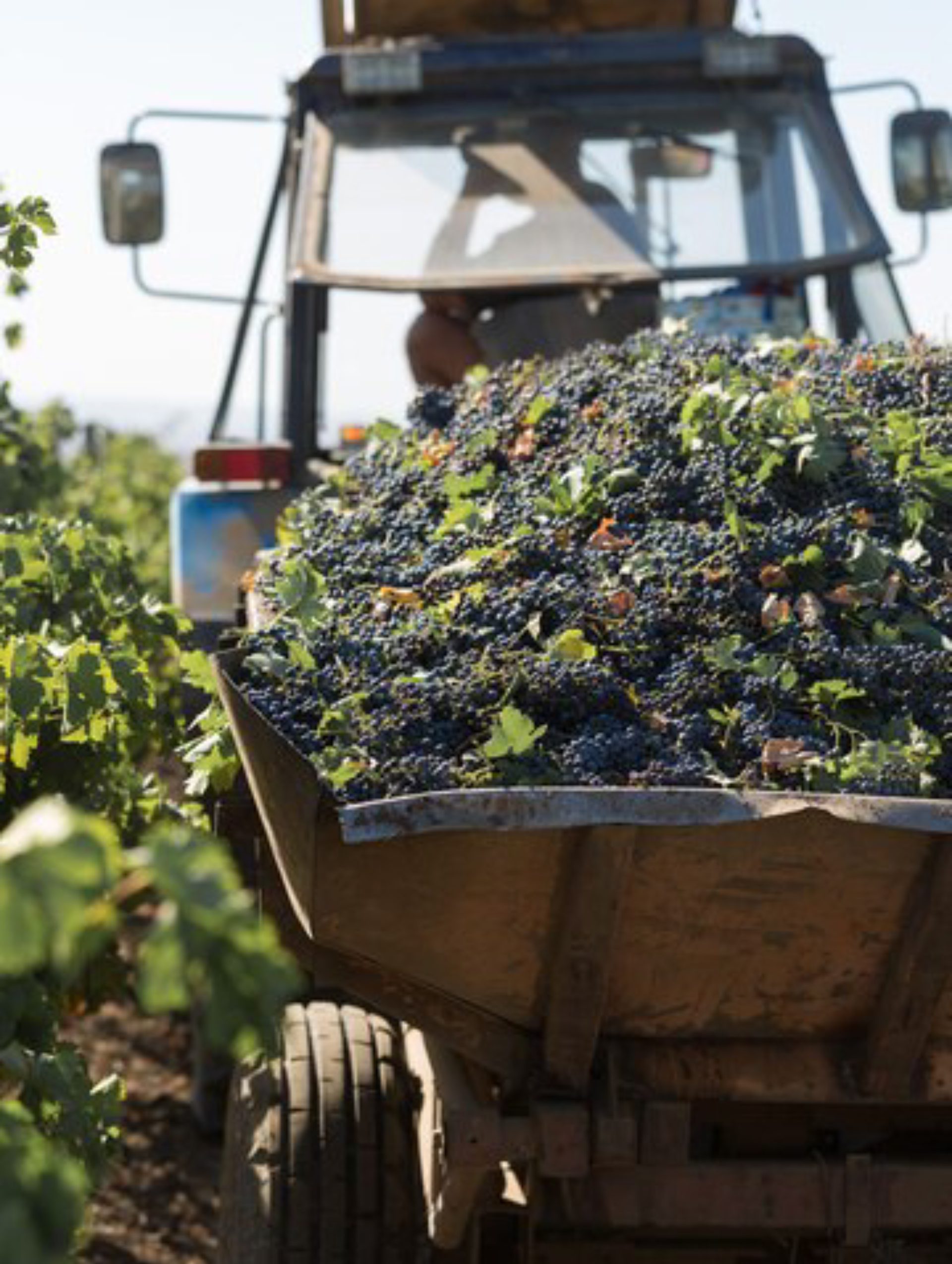 side-view-wine-glasses-with-grape-black-vertical-scaled (1) Workers harvesting grapes to create exquisite wine from natures bounty Concept Wine Harvest